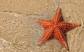Starfish