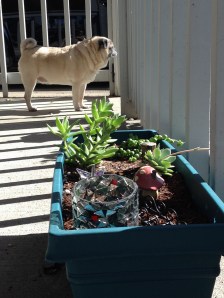 Pug with Garden