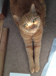 Milo Patrick Alexander