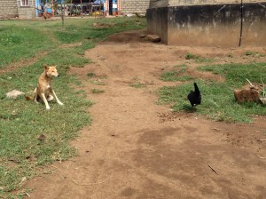 One of the few pet dogs. This one is friends with a chicken.