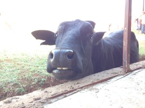 The Cow Made me Happy