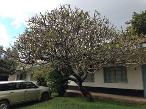 More Beauty on the MMH Grounds