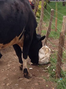 Cow Eating Garbage