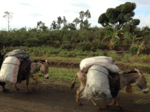 Ah The Hard Working Donkeys