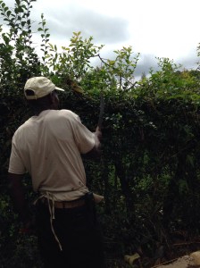 Charles using Ponga (machete) to cut brush