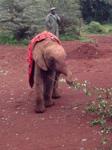 Baby elephant 