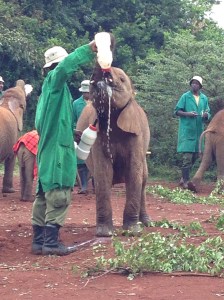 Keeper feeding a baby elephant