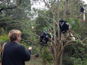 ShoSho feeding Monkeys
