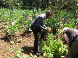 Getting Lettuce from Garden