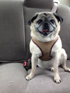 Pug