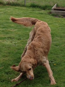 Josie Playing Fetch 